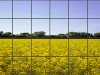 Glass House for a Yellow Field